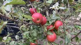 September Garden tour UK