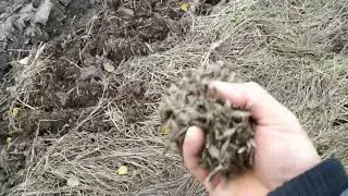 Сажаем медонос мордовник.