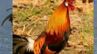 Lau nqaib nqua heev thiab dib tuaj zoo tiag li /100 /2023/
