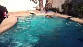 Wookie jumping into pool for cuz
