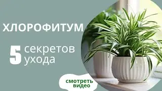 Хлорофитум. Как ухаживать? мой опыт 💥💯