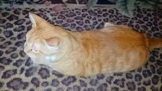 CATS, Goldie, Wolfy, Feather, Onyx, PUTIN returns in a DREAM