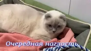 Очередная наглость