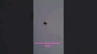 Клещи в Краснодарском крае