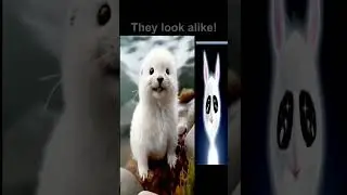 The Cutest Beings On Earth & Beyond? #fyp #cuteanimals #lookalikes #cuteanimals #elementals
