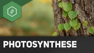 How does photosynthesis work? - REMAKE!