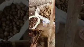 Sea Almonds