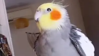 🐦 Dancing Bird 😅😂 Soo cute animals