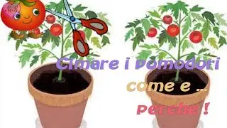 CIMATURA PIANTE DI POMODORO, COME E PERCHE'