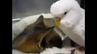 УМОРА!!! белый попугай будит спящего кота