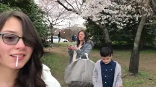 Cherry Blossoms Washington DC