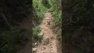 평일에 산을 오르는 길에 신비한 작은 태를 발견했습니다.平日の山登りで見つけた謎の小タエちゃん