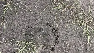 Увидев такие следы...беги подальше!