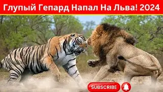 Глупый Гепард Напал На Льва! 2024