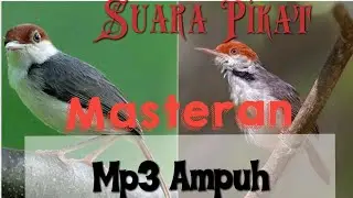 Suara Pikat dan Masteran Burung prenjak Bambu I Prenjak Coki-Coki #Ampuh