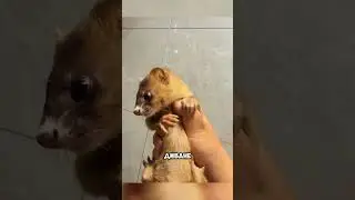 Weasel SAVED this MAN'S LIFE