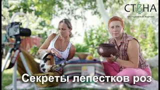 Лепестки розы и их секреты. Программа "Знания предков". Выпуск 2