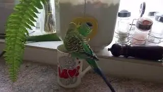 Попугай отмечает день СВЯТОГО ВАЛЕНТИНА!)Часть 4 Holy VALENTINE!