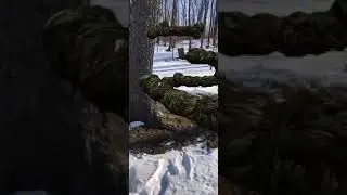 АЛЛОХТОНУС
