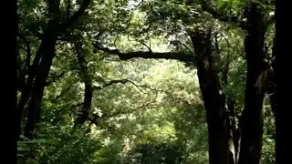 байрачный лес