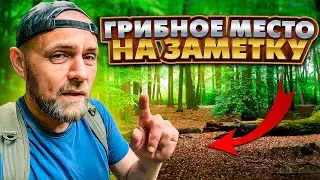 MUSHROOM PLACE TO NOTE! We found a SUPER place WHERE MUSHROOM PICKERS RARELY GO!