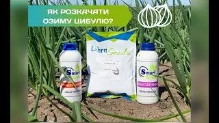 Цибуля озима ВЕНЕРА F1 від LIBRA SEEDS. Як розкачати цибулю озиму?!