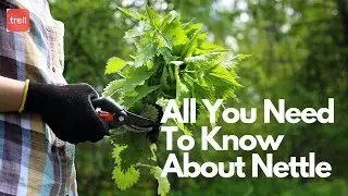 All You Need To Know About Nettle  