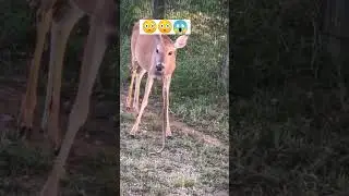 Amazing Animals😱 Cow eating snake 🐍 😳 #amazing #animals #shortsfeed #shortsvideo #shortsviral