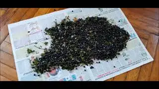 Обзор комбайна для сбора ягод