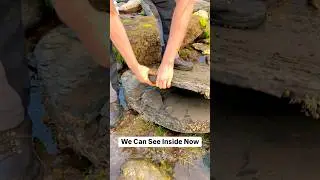 Golden Fossils Opened By The Water! 🤫