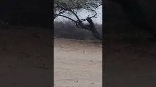 Peacock See in jungle #jungle #desert #villagelife