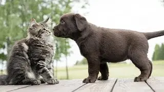 Beautiful cats and dogs meeting for the first time