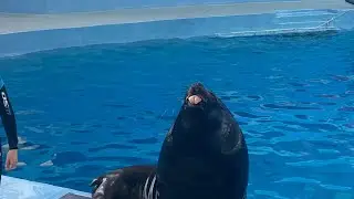 Обзор Дельфинария в Сочи/Парк Ривьера/Сочинский дельфинарий
