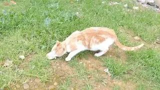 The shy, stray cat was looking for food because he was hungry.
