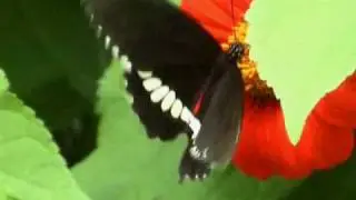 farfallina