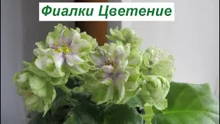Зацветают Фиалки На Окне💖 Весеннее Цветение!