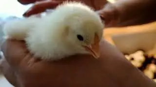 Внучке про цыплят...