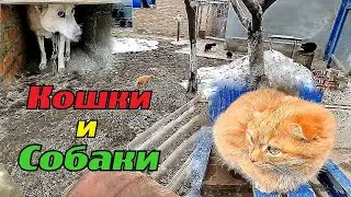 Собаки и кошки все вместе. Dogs and cats all together.