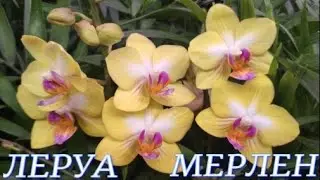 №700/ ДВЕ поставки ОРХИДЕЙ в один день в ЛЕРУА МЕРЛЕН
