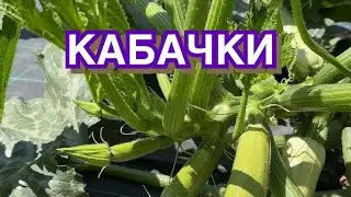 Чому КАБАЧКИ  гниють, деформуються, не ростуть