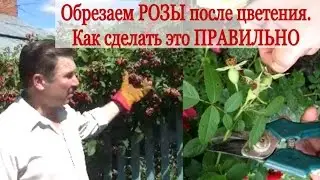 Обрезка РОЗЫ после цветения. Как обрезать ПРАВИЛЬНО?