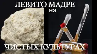 Левито Мадре на ЧК Сольфеджио 7 0