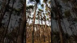 Кисловодский парк #forest #beautiful
