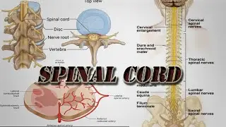 Spinal Cord | Introduction to Neuroanatomy