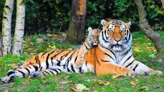 Beautiful Animals Around the World: Wildlife & Pets