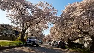 Ride 313  - Vancouver's cherry blossom highlights