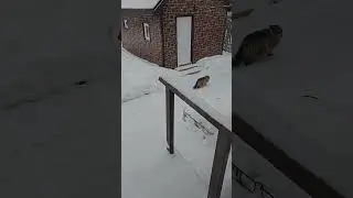 #вислоухий