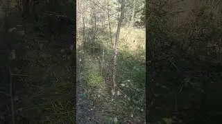 Грибнадзор