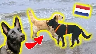 Urlaub mit Hund🐺 Hundestrand Niederlande 🐶🐾 Hundebegegnungen🎬