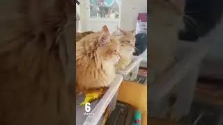 ПУШИСТОЙ ОБЩАГИ БОЛЬШЕ НЕТ😭